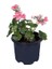 Thebestonline Sardunya Çiçeği Saksı'da - Pelargonium - Açık Pembe Renk 1