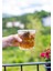 Soğuk Demleme Detox Soğuk Çay Seti ( Mangolu Soğuk Çay ve Çilekli Soğuk Çay Set) 3