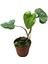 Philodendron 'mamei' 1