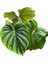 Philodendron Plowmanii 1