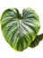 Philodendron Plowmanii 2