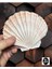 Gerçek Deniz Kabuğu - Beyaz Scallop - 1 Adet 1