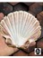 Gerçek Deniz Kabuğu - Beyaz Scallop - 1 Adet 2