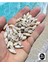 Gerçek Deniz Kabuğu - Small Minarets - 50GR 2