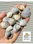 Ocean Mystery - Gerçek Deniz Kabukları - 100GR ( Ort 1-4 cm ) - 1