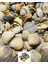 Ocean Mystery - Gerçek Deniz Kabukları - 100GR ( Ort 1-4 cm ) - 2