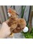 Yumurtlayan Tavuk Yaratıcı Peluş Oyuncaklar Gıcırtı Peluş Oyuncaklar (Yurt Dışından) 1