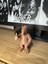 Alf Figür Masa Dekor 8,5 cm 4