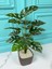 Yapay Ağaç Monstera Deve Tabanı Bitkisi 18 Yaprak 75CM Plastik Saksıda Yapay Salon Çiçeği Hediyelik 1