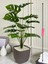 Yapay Ağaç Monstera Deve Tabanı Bitkisi 18 Yaprak 75CM Plastik Saksıda Yapay Salon Çiçeği Hediyelik 3