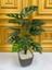 Yapay Ağaç Monstera Deve Tabanı Bitkisi 18 Yaprak 75CM Plastik Saksıda Yapay Salon Çiçeği Hediyelik 5