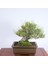 Japon Karaçamı Bonsai NO.567 2