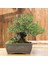 Japon Karaçamı Bonsai NO.567 4