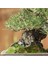 Japon Karaçamı Bonsai NO.567 5