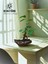 Ficus Bonsai Kayık Saksıda 1