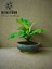 Beton Saksıda Philidendron Orange (Çin Herdem Yeşili) 1