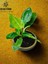 Beton Saksıda Philidendron Orange (Çin Herdem Yeşili) 2