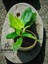 Beton Saksıda Philidendron Orange (Çin Herdem Yeşili) 3