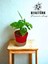 Kil Bilyesinde Monstera Monkey 2