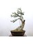 Zeytin Bonsai - Olea Europaea Sylvestris NO.916 1