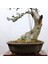 Zeytin Bonsai - Olea Europaea Sylvestris NO.916 5