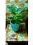 Philidendron Birkin Salon Bitkisi 1