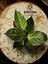 Philidendron Birkin Salon Bitkisi 3