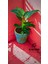 Philidendron Birkin Salon Bitkisi 4