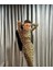 Allbucks Hande Erçel Uzun Bodycon Leopar Elbise ABGYM8677 5