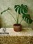 Beton Saksıda Monstera 70_ 80 cm 2
