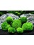 Moss Ball 2 Adet 2-3 cm 1
