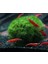 Moss Ball 2 Adet 2-3 cm 2