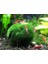 Moss Ball 2 Adet 2-3 cm 3