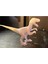 Dinozor Figür-Boyanabilir Dinazor Figür Oyuncak-Velociraptor Jurassic Park 1