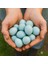 12 Adet Kuluçkalık Celadon Bıldırcın Mavi Yumurta 1