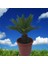 Cycas 2