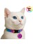 Isimli Kedi Tasması Kedi Künyesi Isimliği Yuvarlak Mor Kırmızı Siyah Yeşil Mavi 1