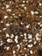 Substrat Lıght Mıx Ithal Sphangum Torfu Cocopeat Perlit Özel Karışım Saksı Harcı Çiçek ve Bitki Toprağı 3 Lt 1