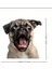 Pug Araba,laptop,için Dayanıklı,eğlenceli Sticker 1