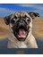 Pug Araba,laptop,için Dayanıklı,eğlenceli Sticker 3