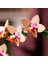 LEGO Botanicals Mini Orkide 10343 3