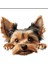 Yorkshire Terrier Eğlenceli, Yapışkanlı Araba, Laptop Sticker 2