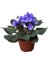 Saintpaulia Ionantha 'Blue' (Menekşe Çiçeği) 1