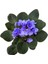 Saintpaulia Ionantha 'Blue' (Menekşe Çiçeği) 2