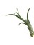 Tillandsia Caput 'Medusae' (Hava Bitkisi) 2