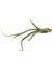 Tillandsia Baileyi (Hava Bitkisi) 1