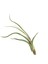 Tillandsia Baileyi (Hava Bitkisi) 2