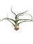 Tillandsia Bulbosa (Hava Bitkisi) 1