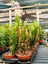 - Euphorbia Trigona Afrika Süt Çiçeği) 2