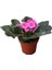 Saintpaulia Ionantha 'Pink' (Menekşe Çiçeği) 1